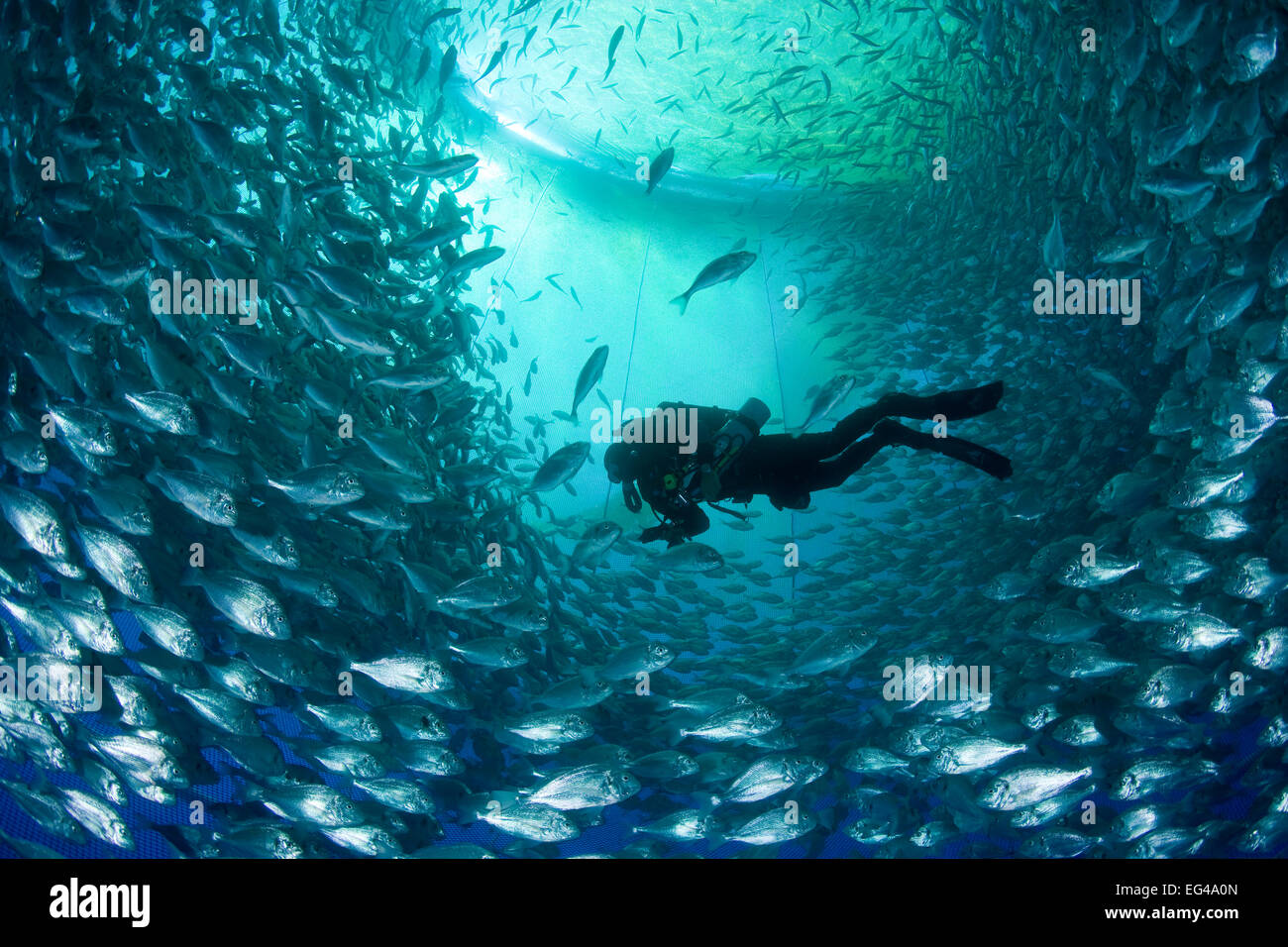 Rebreather Diver mare interno gabbia usata acquacoltura mille orata orate (Sparus aurata) Isola di Ponza Italia Mare Tirreno Mediterraneo. Modello rilasciato. Foto Stock