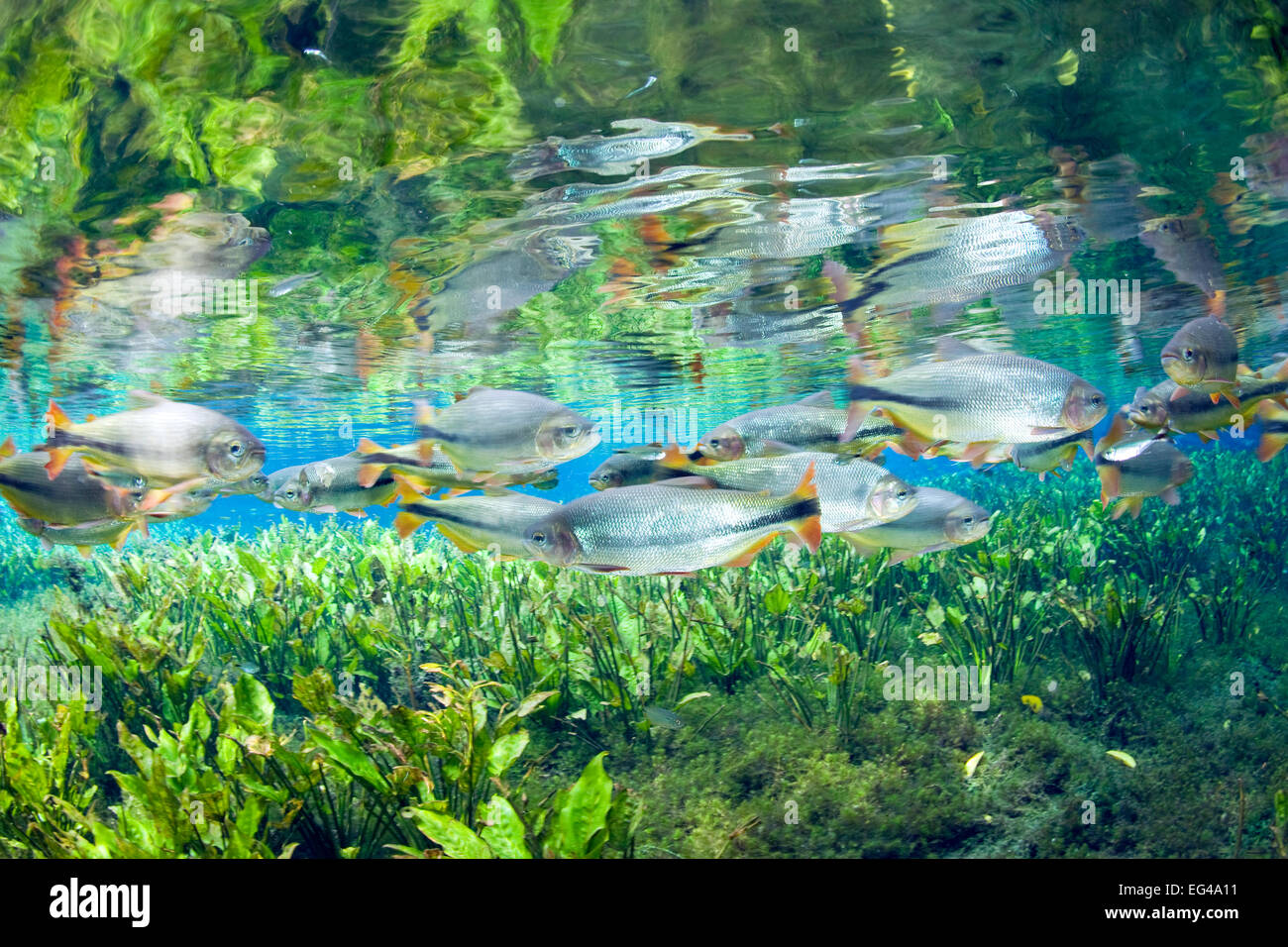 Piraputanga (Brycon hilarii) riflettendo sulla superficie dell'acqua Aqua¡Rio Bonito naturale del Mato Grosso do Sul in Brasile Foto Stock