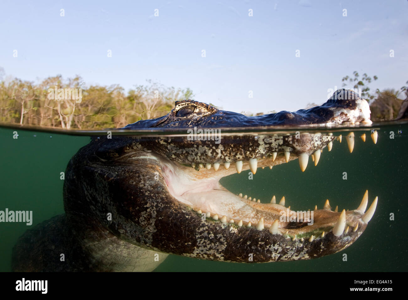 Caimano dagli occhiali (Caiman crocodilus) Rio Bai-a Bonita Bonito Mato Grosso do Sul in Brasile Foto Stock