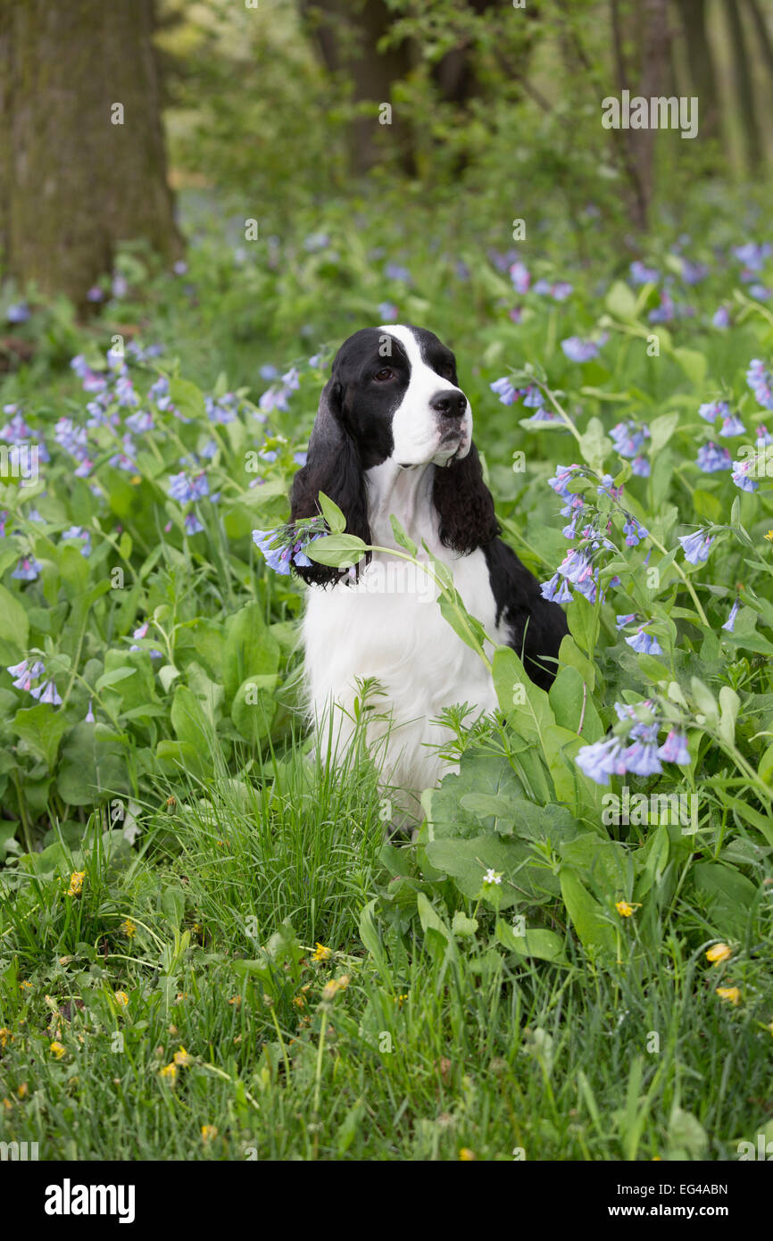 English Springer Spaniel in Virginia Cowslip (Lamprocapnos spectabilis) Rockton Illinois USA Foto Stock