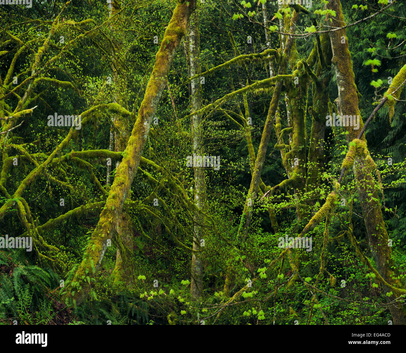 Molla emergenti lascia adornano la mossy alberi - Vine Maple (Acer circinatum) Alder (Alnus rubra) in Mt Baker - Snoqualmie National Forest. Washington. Aprile 2013 Foto Stock