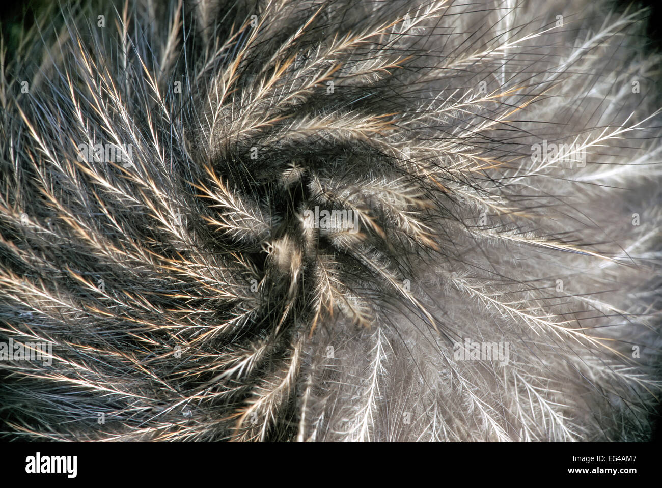 Okarito Brown Kiwi (Apteryx rowi) dettagli di piume che assomigliano a capelli di mammifero. Foresta Okarito Westland Isola del Sud della Nuova Zelanda. Foto Stock