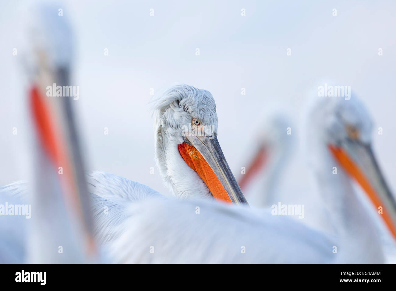 Pellicano dalmata (Pelecanus crispus) close-up group in ultimo pomeriggio luce. Il lago di Kerkini Grecia. Febbraio Foto Stock