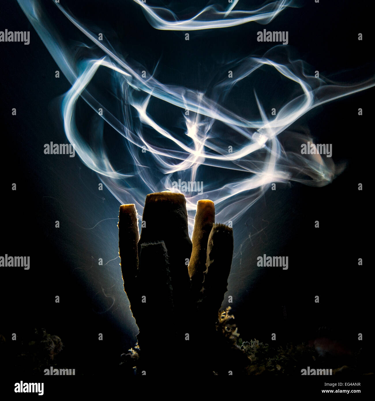 Una lunga esposizione rende Bar martinetti (Carangoides ruber) come sentieri spettrale come nuotano intorno a una spugna sulla barriera corallina di notte. East End Grand Cayman Isole Cayman. Vincitore assoluto GDT concorrenza 2013. Foto Stock