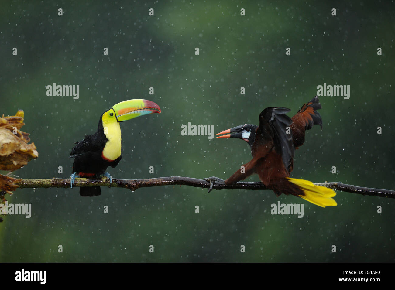 Chiglia fatturati toucan (Ramphastos sulfuratus) nell incontro aggressivo Montezuma Oropendola (Psarocolius montezuma) in pioggia Laguna del Lagarto Santa Rita Costa Rica. Coperchio anteriore ex libris Handbook Foto degli uccelli. Foto Stock