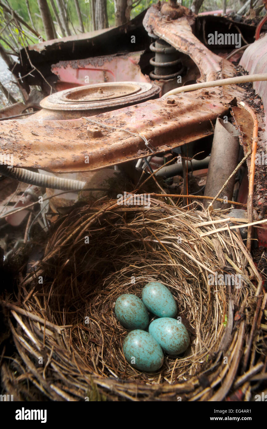 Merlo (Turdus merula) nest uova nel motore auto abbandonate in 'auto' cimitero Varmland Svezia possono Foto Stock