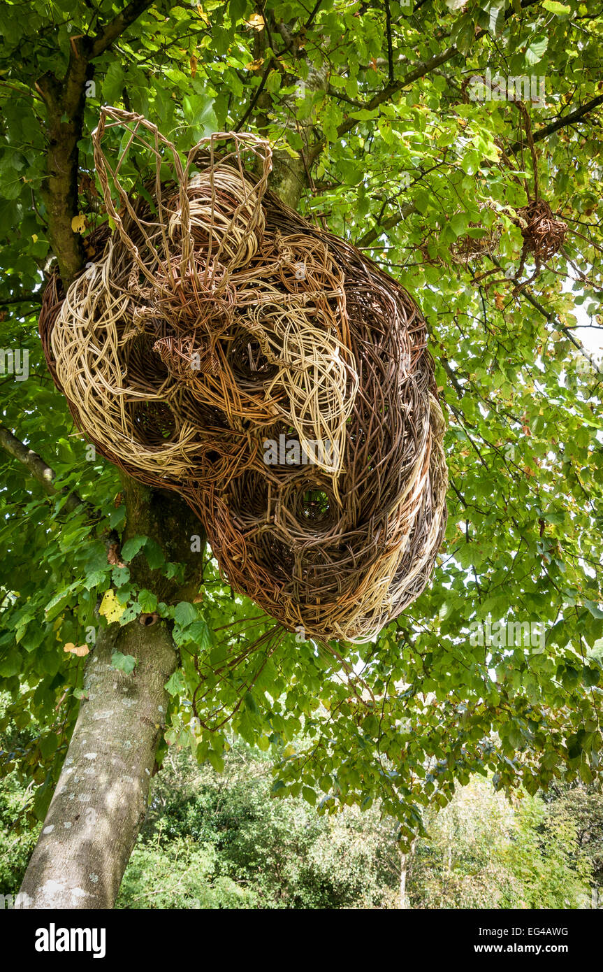 Tessuto di Willow Wasp Nest presso Lymefield nel villaggio di Broadbottom, Inghilterra. Foto Stock