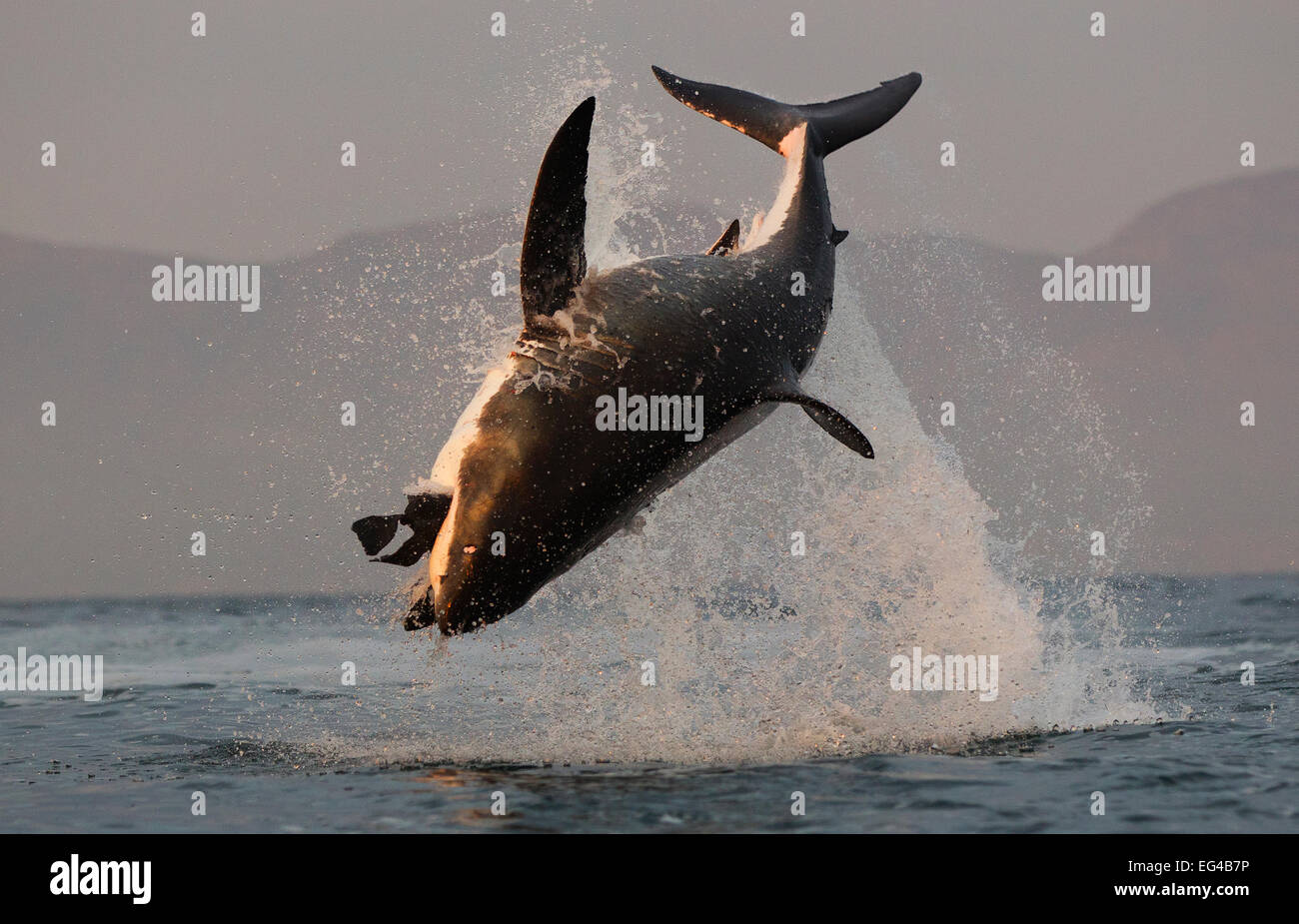 Il grande squalo bianco (Carcharodon carcharias) violare pur di attaccare la guarnizione di tenuta decoy isola False Bay in Sud Africa. Foto Stock