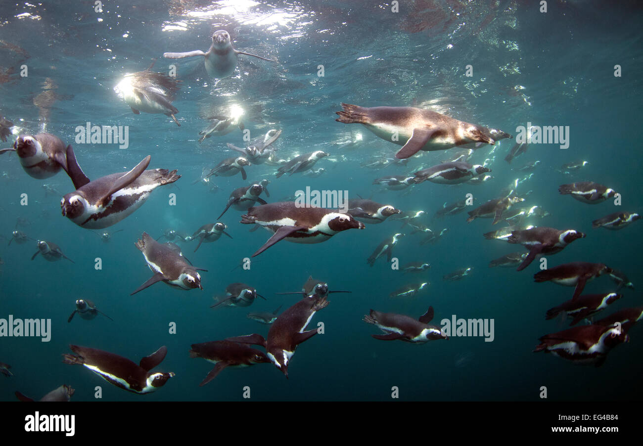 I Penguins africani (Spheniscus demersus) subacquea Immersioni False Bay Città del Capo Sud Africa. Foto Stock