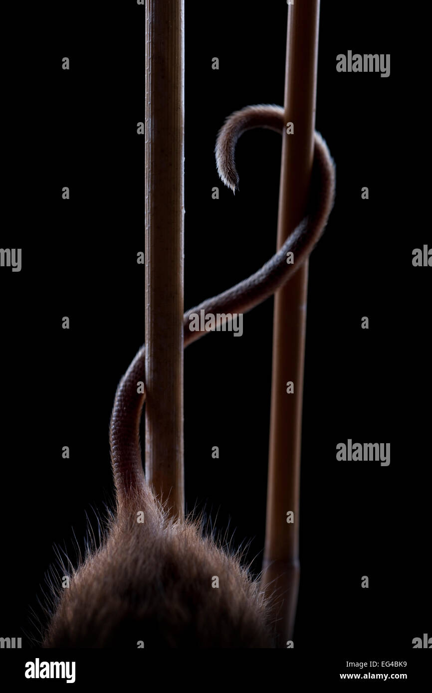 Harvest Mouse (Micromys minutus) utilizzando la coda mentre arrampicare in Germania reed captive. Foto Stock