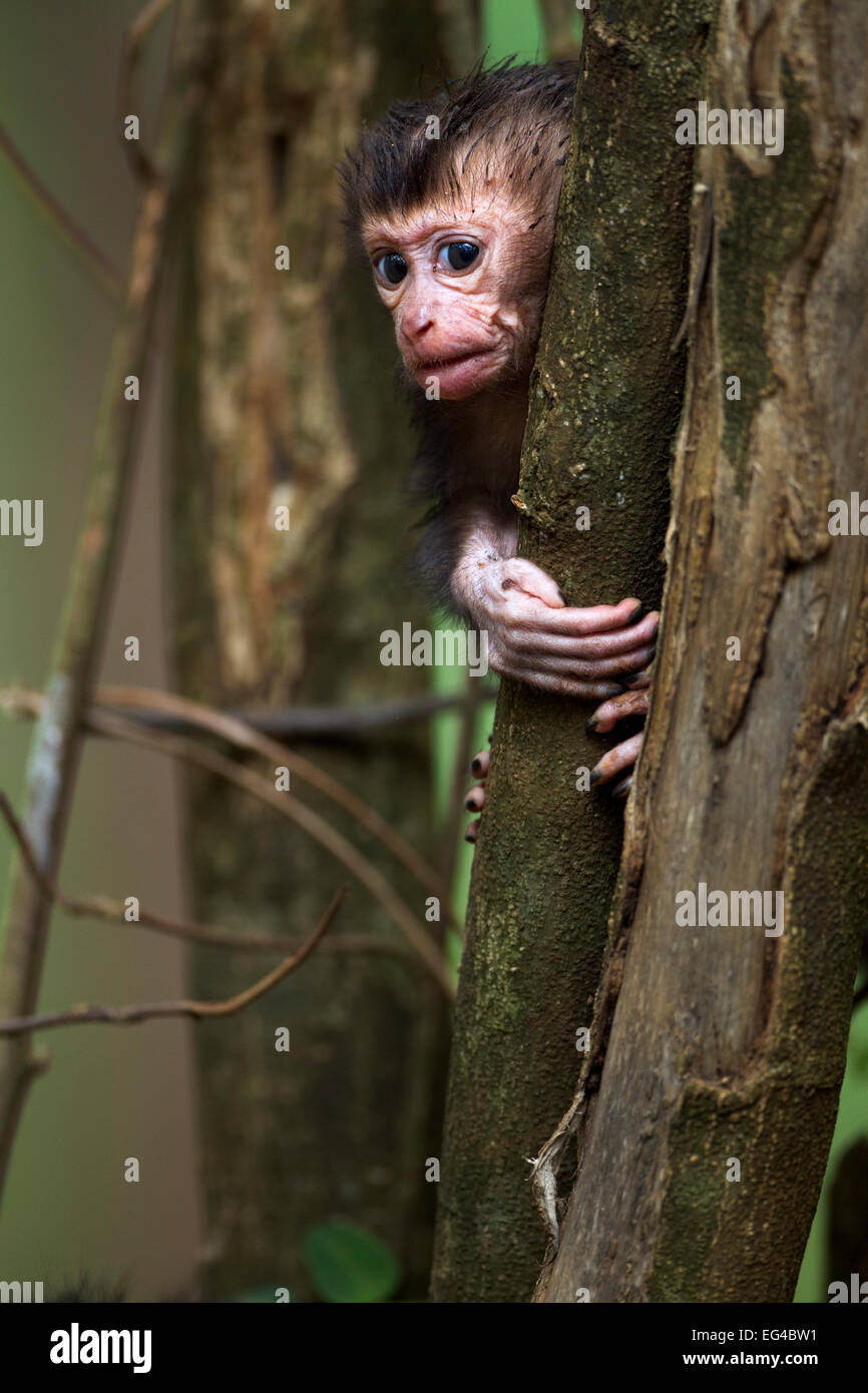 Lion-coda Macaque (Macaca silenus) del bambino di età inferiore a 1 mese giocando nella struttura ad albero. Anamalai Riserva della Tigre i Ghati Occidentali Tamil Nadu India. Foto Stock