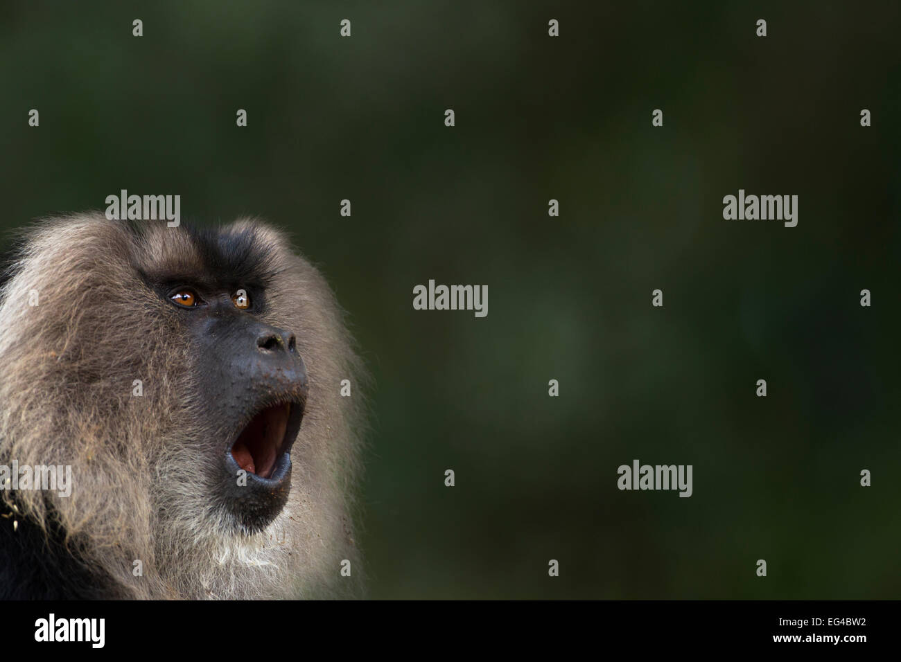 Lion-coda Macaque (Macaca silenus) maschio sbadigli. Anamalai Riserva della Tigre i Ghati Occidentali Tamil Nadu India. Foto Stock