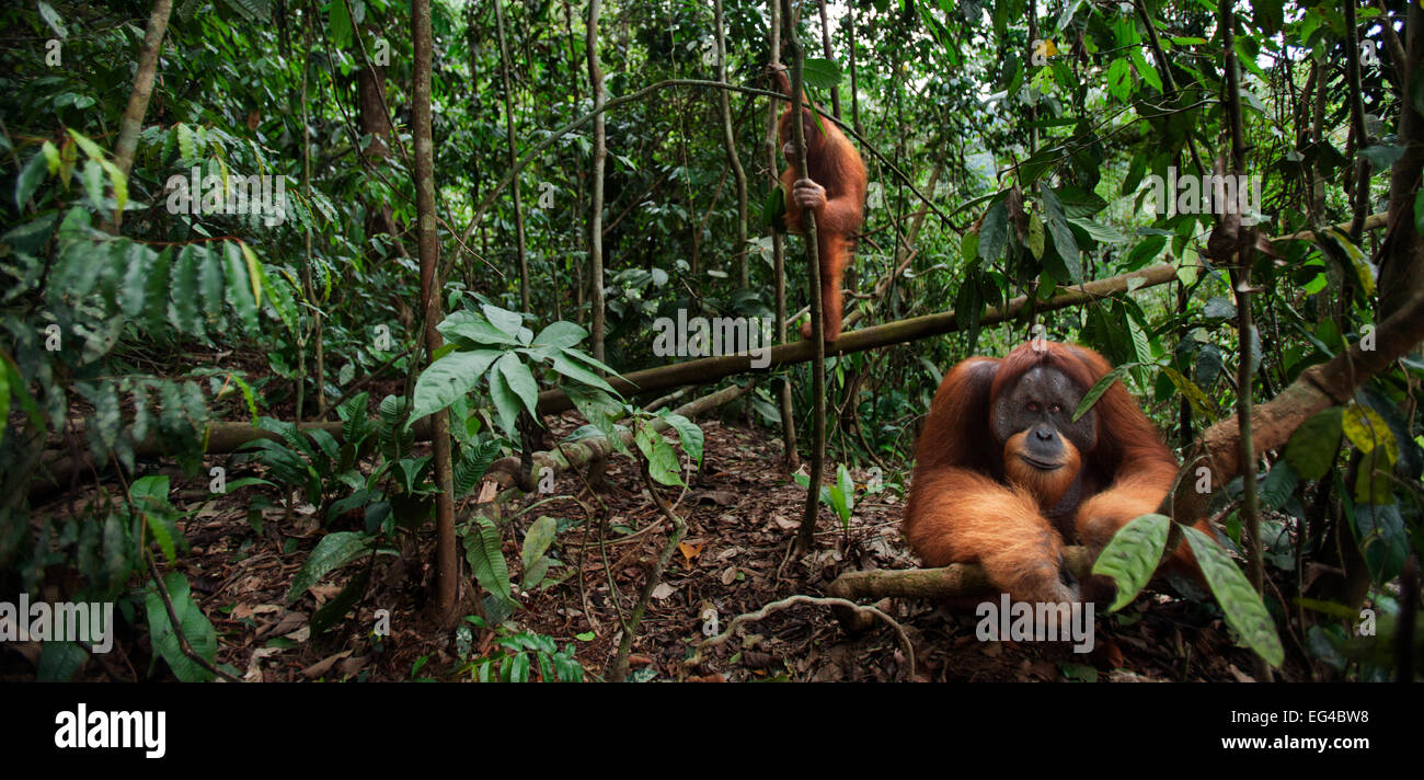 Orangutan di Sumatra (Pongo abelii) maschio maturo 'Halik' invecchiato 26 anni seduto nella radura guardato tree dalla femmina 'Juni" di età superiore a dodici anni. Gunung Leuser National Park di Sumatra, Indonesia. Riabilitato rilasciato (o scendeva a quelli che sono stati liberati) betw Foto Stock