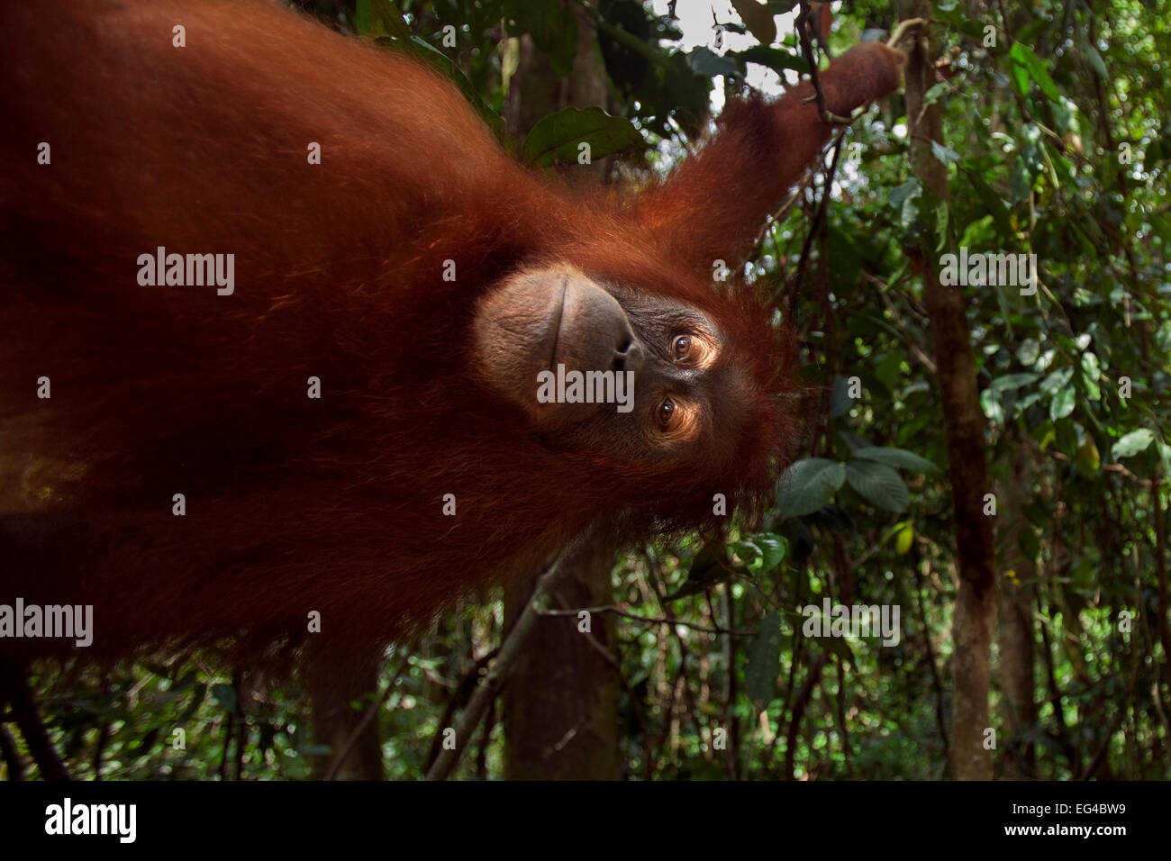 Orangutan di Sumatra (Pongo abelii) femmina 'Juni" 12 anni liana oscillante. Gunung Leuser National Park di Sumatra, Indonesia. Riabilitato rilasciato (o scendeva a quelli che sono stati liberati) tra il 1973 1995. Foto Stock