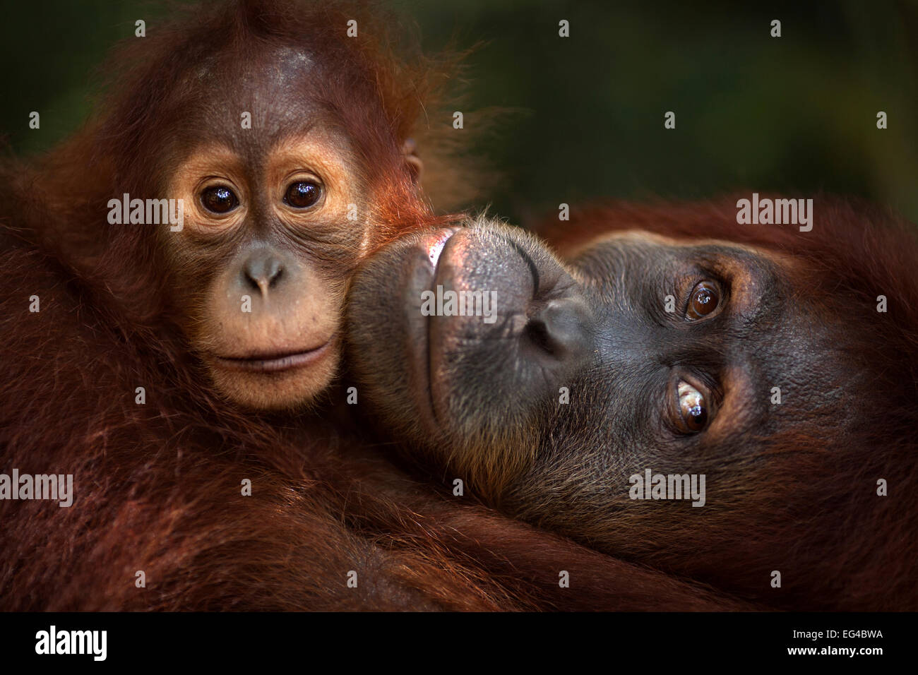 Orangutan di Sumatra (Pongo abelii) femmina 'Jaki' invecchiato 16 anni bimba 'Jodi' di età compresa tra i 2 e 3 anni - ritratto. Gunung Leuser National Park di Sumatra, Indonesia. Riabilitato rilasciato (o scendeva a quelli che sono stati liberati) tra il 1973 1995. Foto Stock