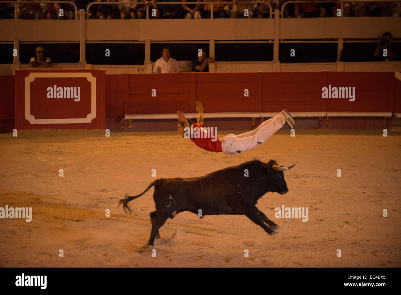 Uomo che saltava su bull nella comunità Tauromachia Campionato 2012 areni d'Arles Camargue Francia, settembre 2012. Foto Stock