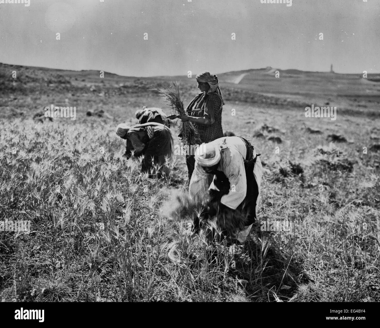 Raccogliendo un raccolto di orzo, circa 1910 Foto Stock