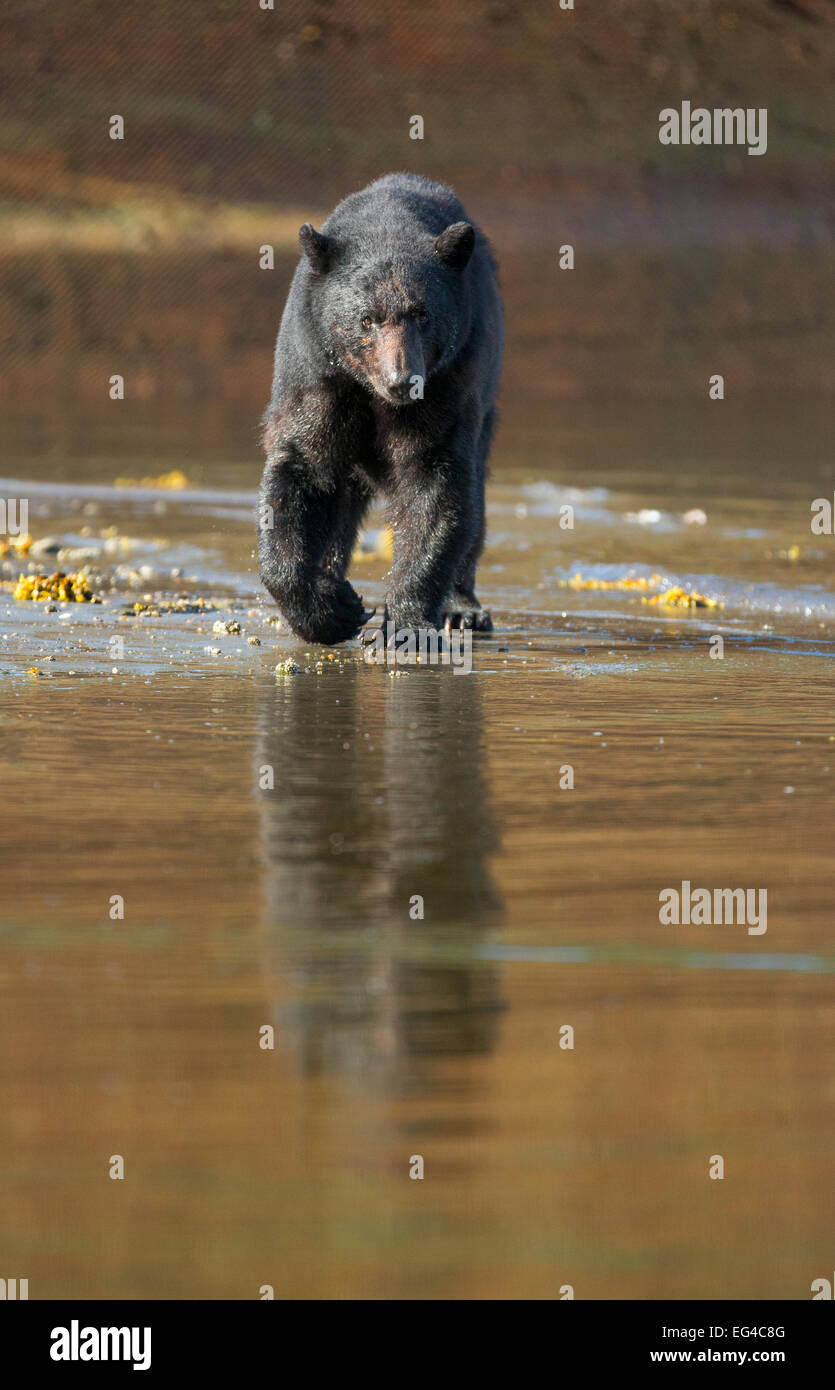 Black Bear (Ursus americanus) caccia salmoni durante la bassa marea Neets Creek estuario Alaska luglio. Foto Stock