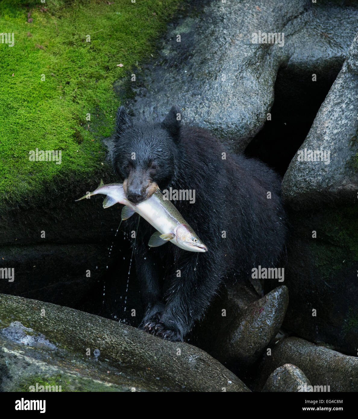 Black Bear (Ursus americanus) rosa salmone (Oncorhynchus gorbuscha) catture Anan Creek Alaska luglio. Foto Stock