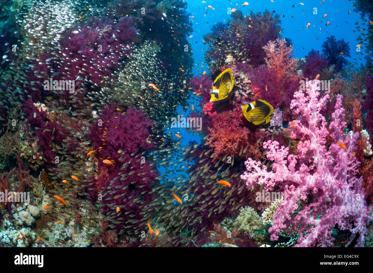 Coral reef scenario coppia Red Sea raccoon butterflyfish (Chaetodon fasciatus) spazzatrici pigmeo (Parapriacanthus guentheri) coralli molli (Dendronephthya sp) egitto mare rosso. Foto Stock
