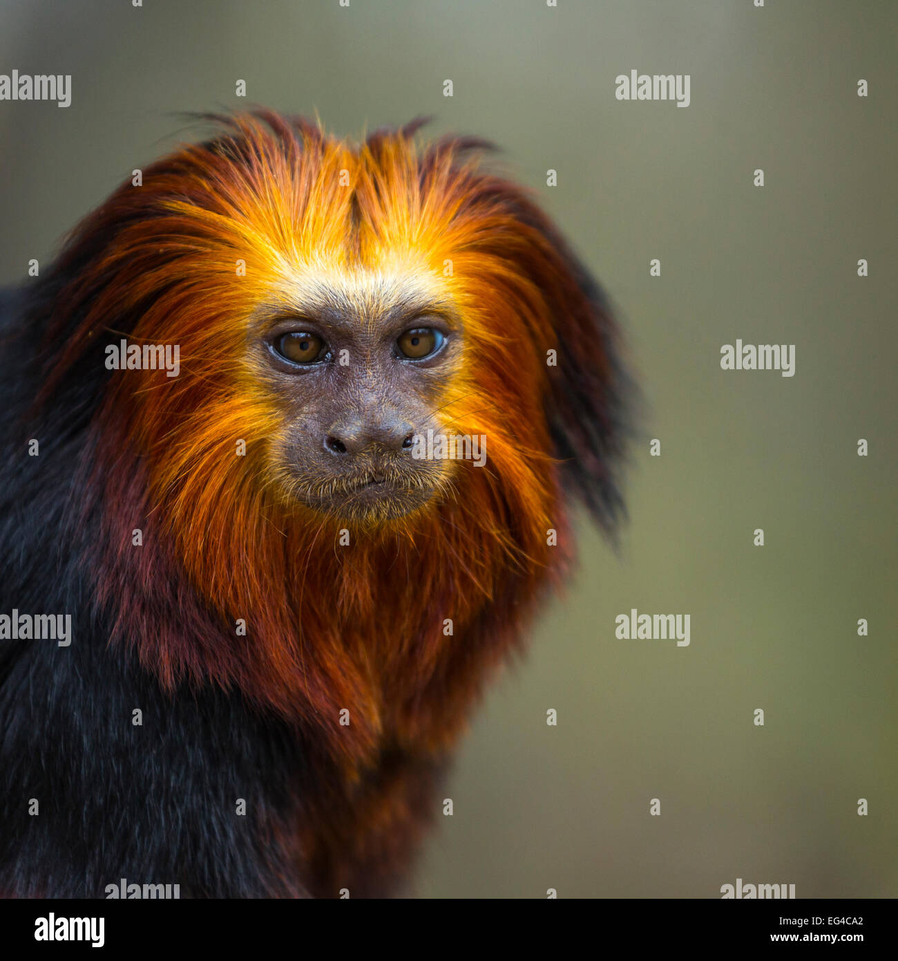 Golden-headed Lion Tamarin (Leontopithecus chrysomelas) captive ritratto Apenheul Park Paesi Bassi. Foto Stock