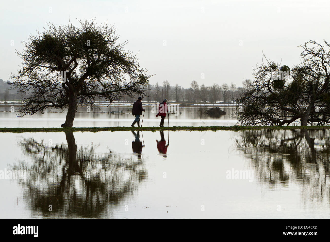 Walkers passeggiando lungo la riva tra in allagato Aller Moor vischio laden melo vicino Burrowbridge Somerset livelli Somerset REGNO UNITO. Gennaio 2014 Foto Stock