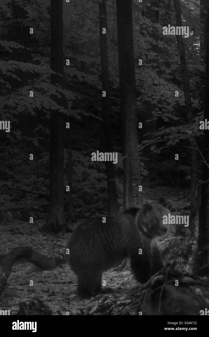 Unione l'orso bruno (Ursus arctos arctos) camminare attraverso la foresta di notte prese a raggi infrarossi fotocamera remota trappola Slovenia Ottobre. Foto Stock