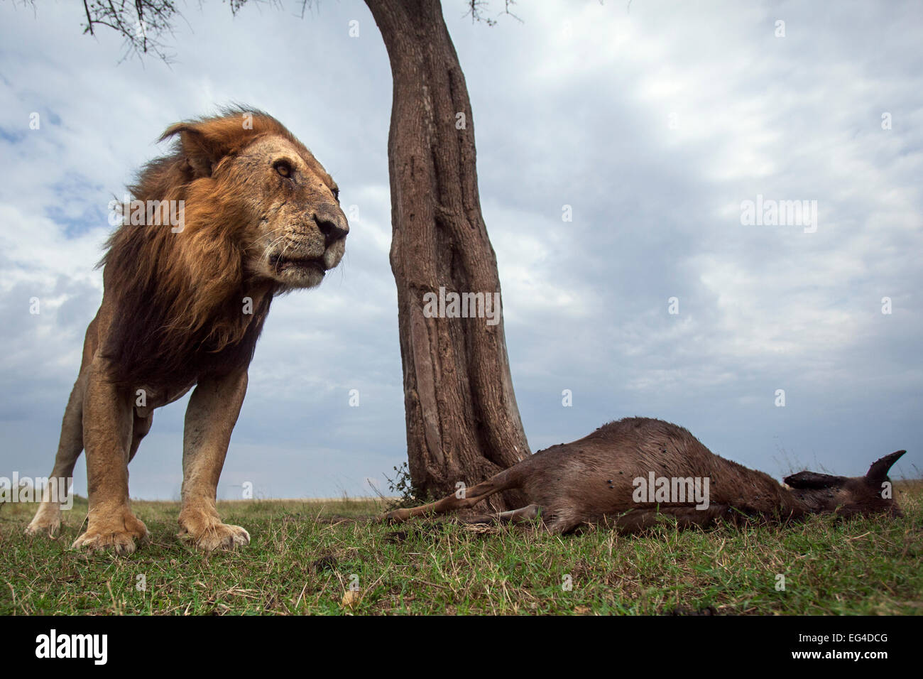 Lion (Panthera leo) maschio vecchio un occhio in piedi accanto ad uccidere. Masai Mara riserva nazionale del Kenya. Presa remote ampio angolo fotocamera. Foto Stock