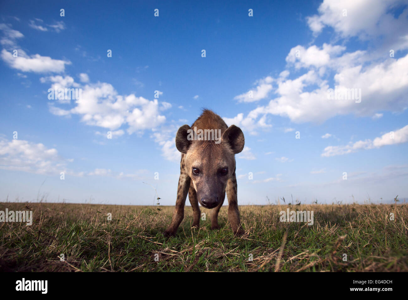 Spotted hyena (Crocuta crocuta) avvicinamento curiosità. Masai Mara riserva nazionale del Kenya. Presa remote ampio angolo fotocamera. Foto Stock