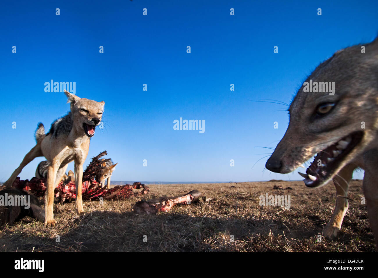 Nero-backed sciacalli (Canis mesomelas) alimentazione su GNU carcassa. Masai Mara riserva nazionale del Kenya. Presa remote ampio angolo fotocamera. Foto Stock
