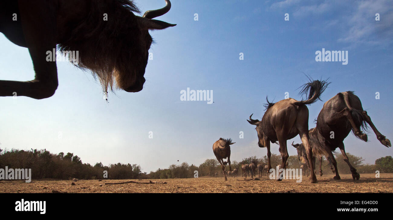 Bianco orientale-barbuto GNU (Connochaetes taurinus) allevamento in esecuzione. Masai Mara riserva nazionale del Kenya. Presa remote ampio angolo fotocamera. Foto Stock