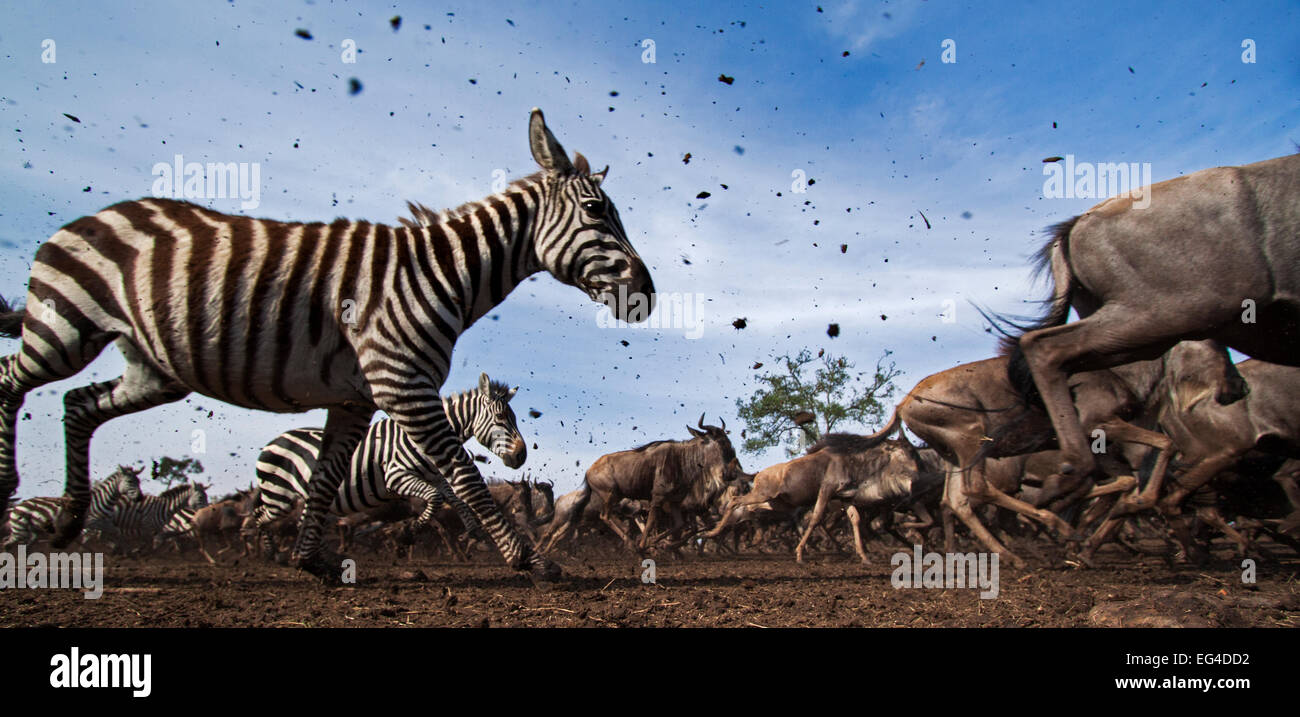 Comune o pianure zebra (Equus quagga burchelli) bianco orientale-barbuto GNU (Connochaetes taurinus) mandria mista in esecuzione. Masai Mara riserva nazionale del Kenya. Presa remote ampio angolo fotocamera. Foto Stock