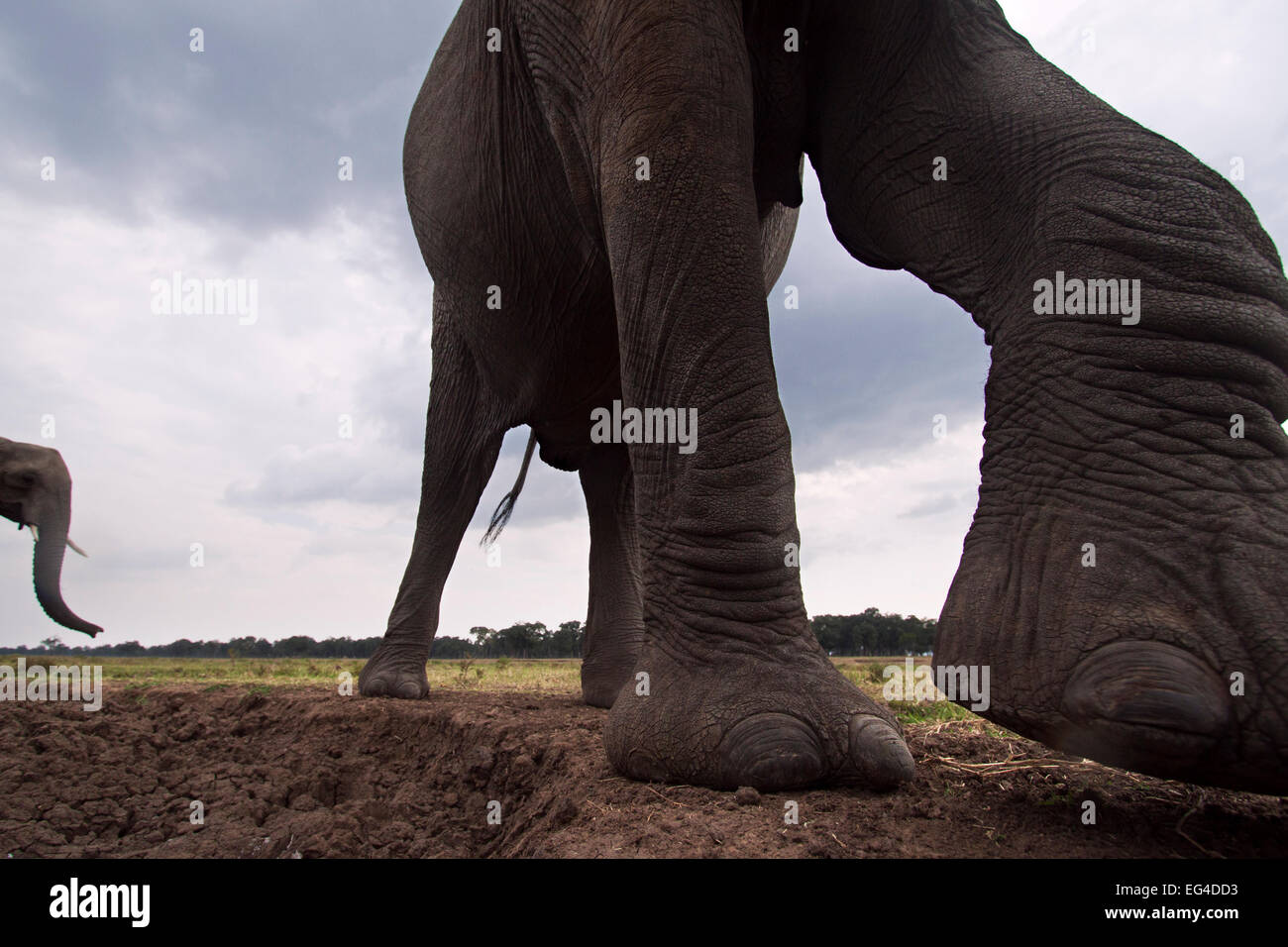 Elefante africano (Loxodonta africana) close-up. Masai Mara riserva nazionale del Kenya. Presa remote ampio angolo fotocamera. Foto Stock