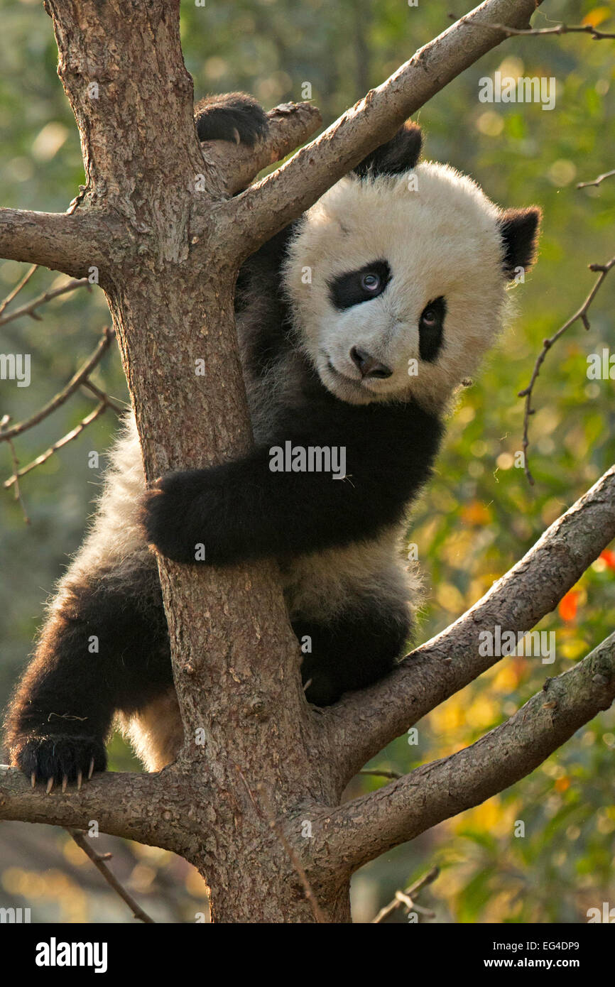 Panda gigante (Ailuropoda melanoleuca) cub rampicante. Chengdu Cina. Captive. Foto Stock