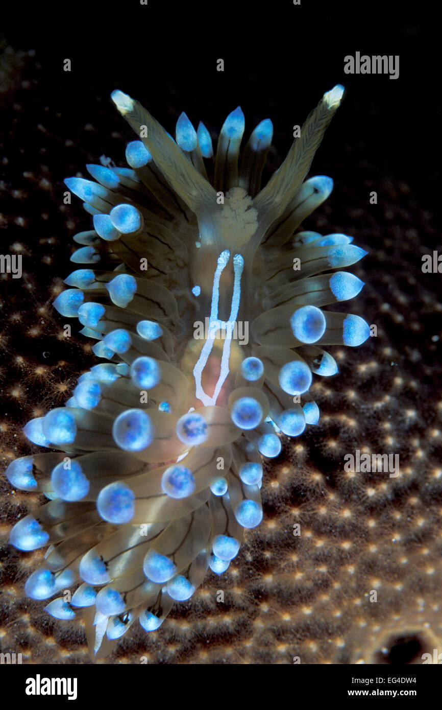 Nudibranch (Janolus cristatus) Vela Luka Isola di Korcula Croazia Mare Adriatico mediterraneo Foto Stock