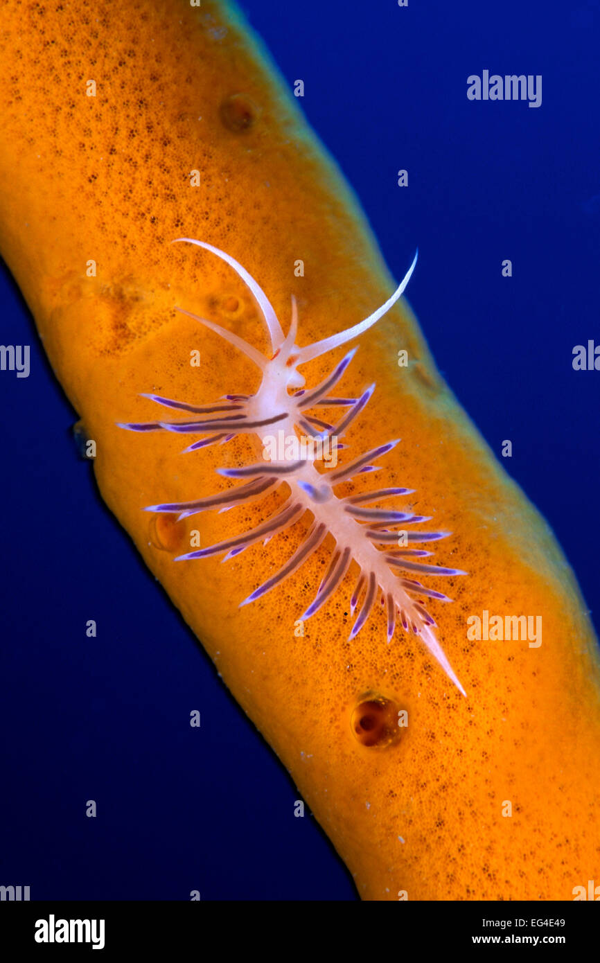 Nudibranch (Cratena peregrina) sulla spugna isola Ist Croazia Mare Adriatico Mediterraneo. Foto Stock