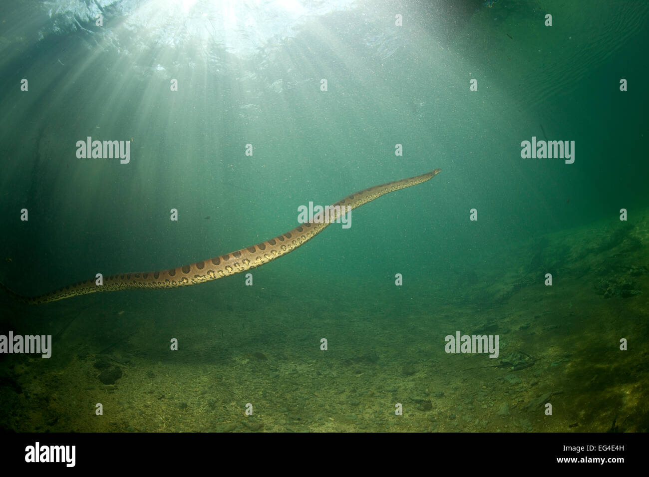 Anaconda verde (Eunectes murinus) nuoto inFormoso Fiume Bonito Mato Grosso do Sul in Brasile Foto Stock