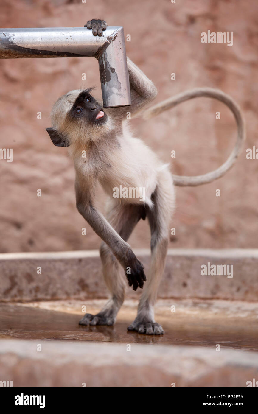 Hanuman langur / delle Pianure Settentrionali Langur grigio (Semnopithecus entellus) acqua potabile tocca a Ranthambore fort. Parco nazionale di Ranthambore Rajasthan in India. Foto Stock