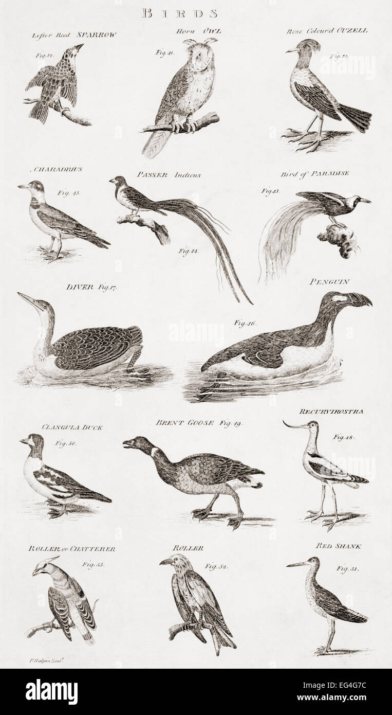 Diversi tipi di uccelli. Da un edificio del XVIII secolo la stampa Foto Stock