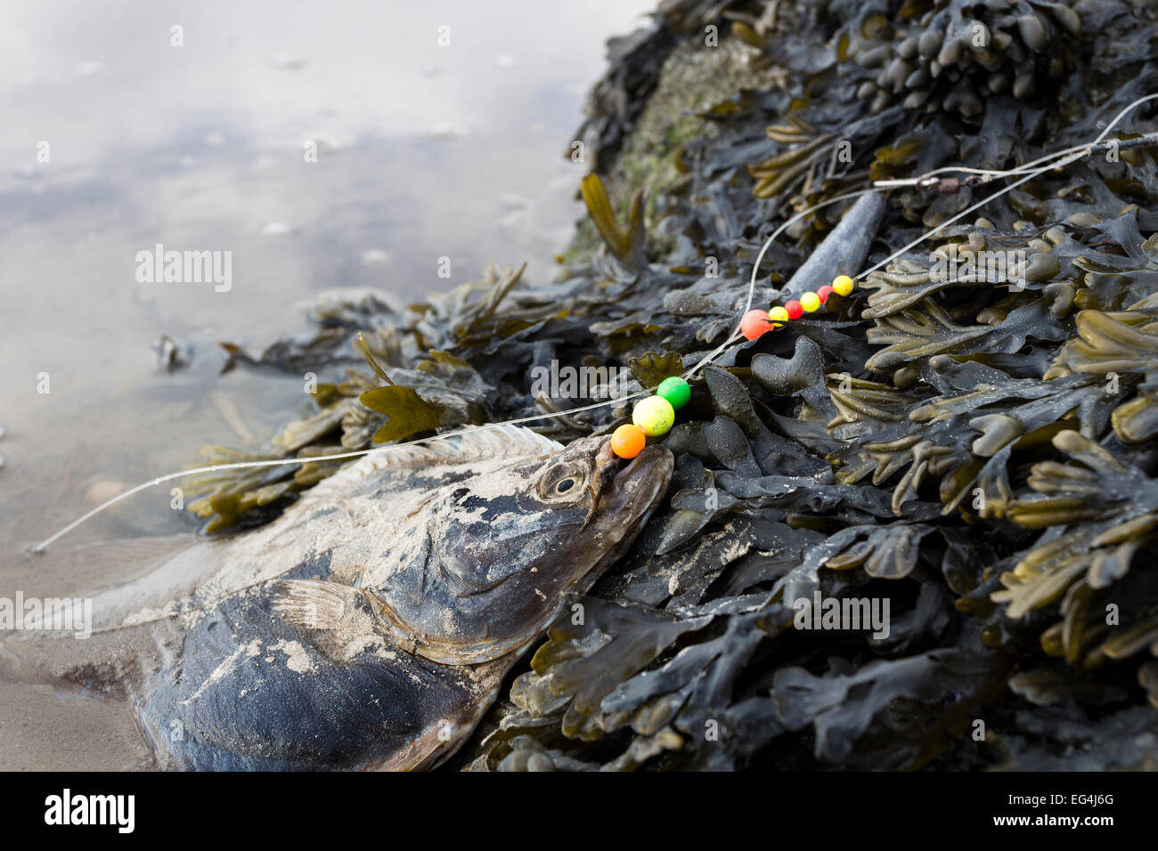 Morto il pesce piatto preso su un scartato la lenza e lavato fino sulla costa della baia di Morecambe situata vicino a Silverdale, LANCASHIRE REGNO UNITO Foto Stock