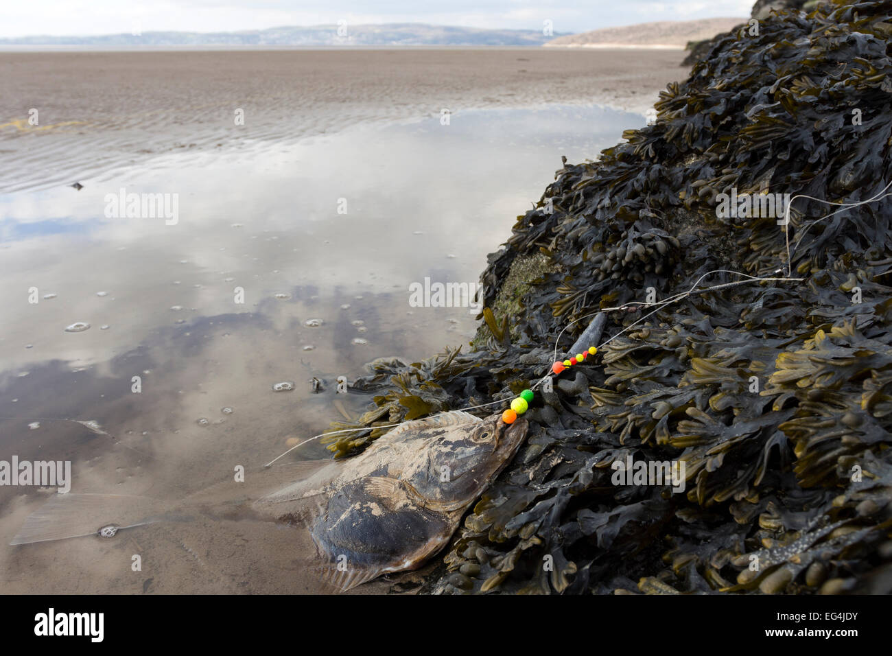 Morto il pesce piatto preso su un scartato la lenza e lavato fino sulla costa della baia di Morecambe situata vicino a Silverdale, LANCASHIRE REGNO UNITO Foto Stock
