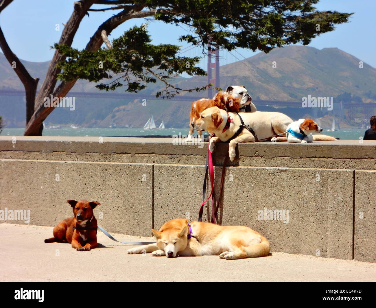 Cani al guinzaglio Foto Stock