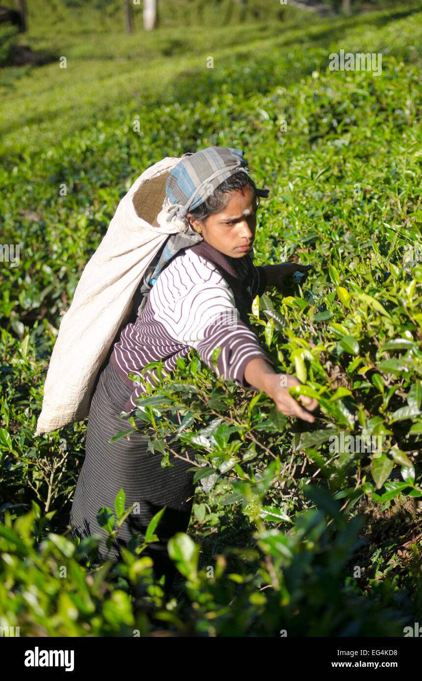 Un tè plucker sul Mackwoods piantagione di tè, Sri Lanka Foto Stock