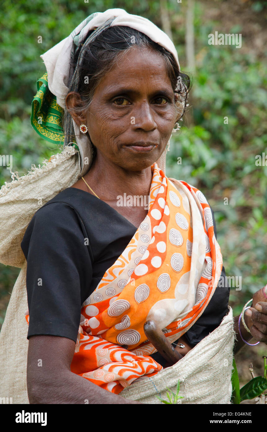 Un ritratto di un set per la preparazione di tè plucker, Sri Lanka Foto Stock