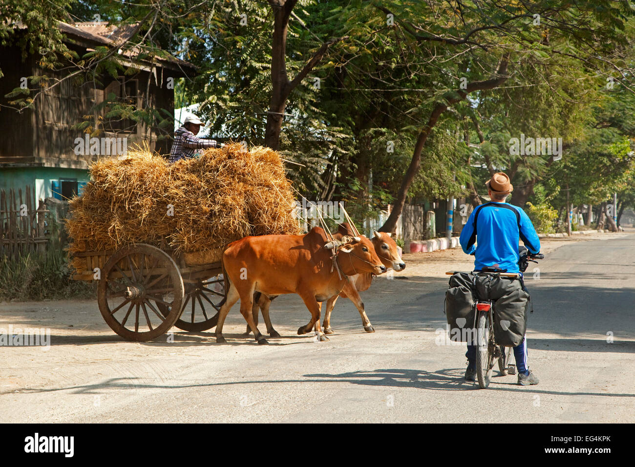 Turismo occidentale in attesa per il carrello caricato con fieno tirato da due zebu / Brahman buoi per attraversare la strada in Myanmar / Birmania Foto Stock
