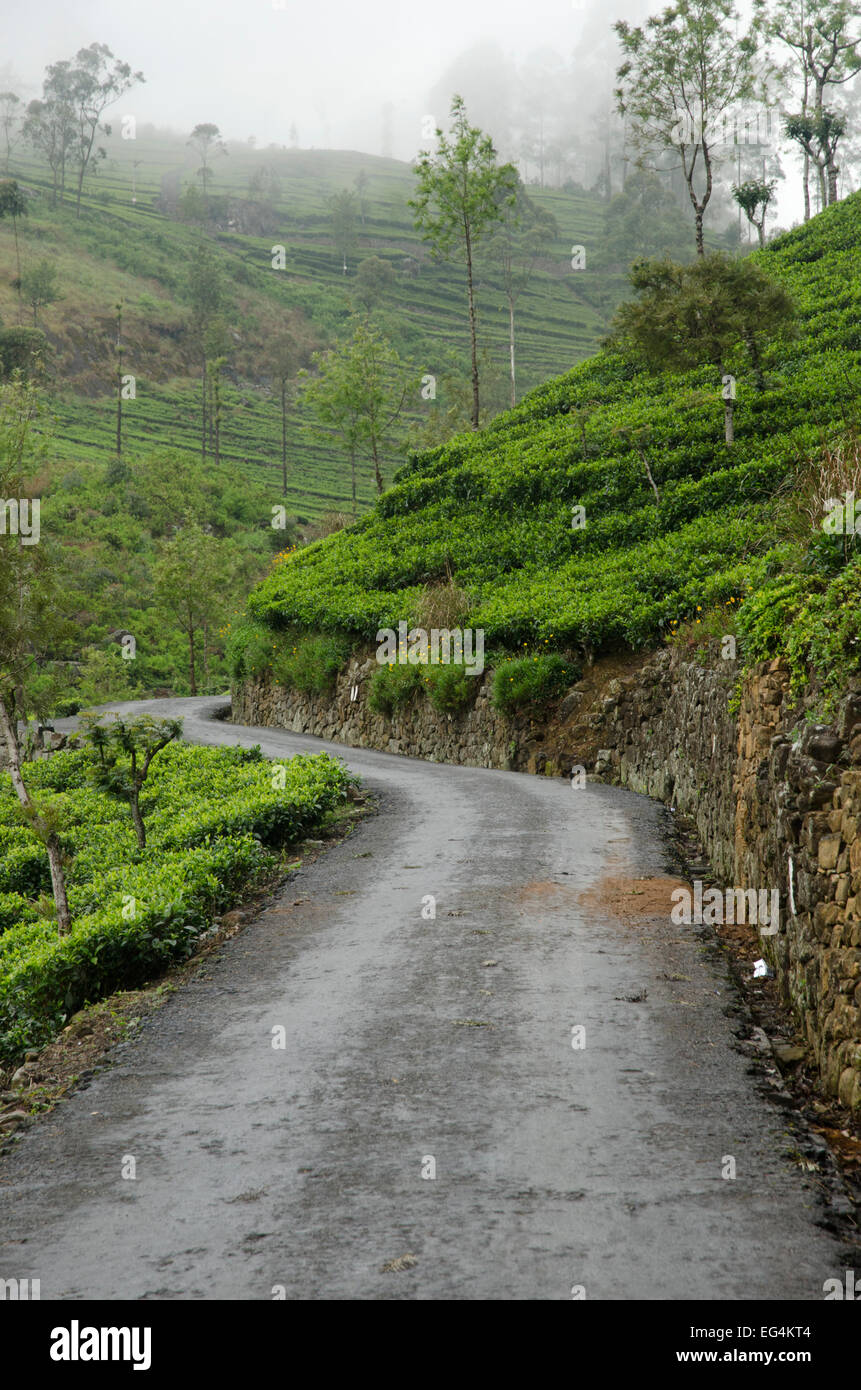 The Lipton station wagon, vicino Dambatenne, Sri Lanka Foto Stock