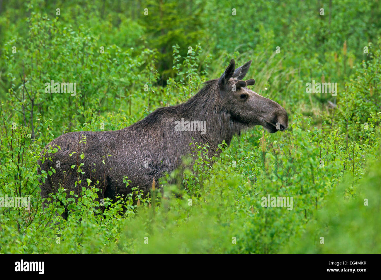 Alci (Alces alces) toro con corna coperta in velluto rovistando nel sottobosco in estate, Scandinavia Foto Stock