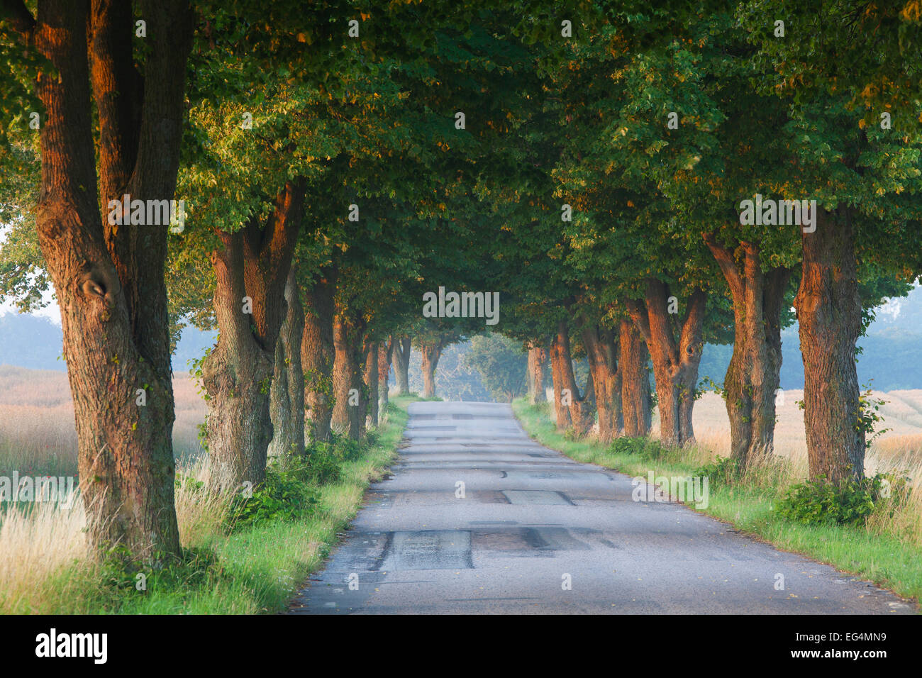 Argento alberi di lime / Argento tiglio (Tilia tomentosa) confinanti con strada desolata in campagna in estate Foto Stock