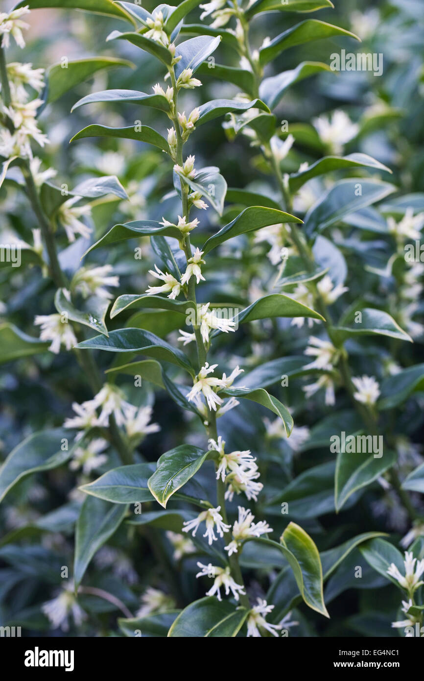Sarcococca confusa. Scatola di dolci in fiore. Foto Stock