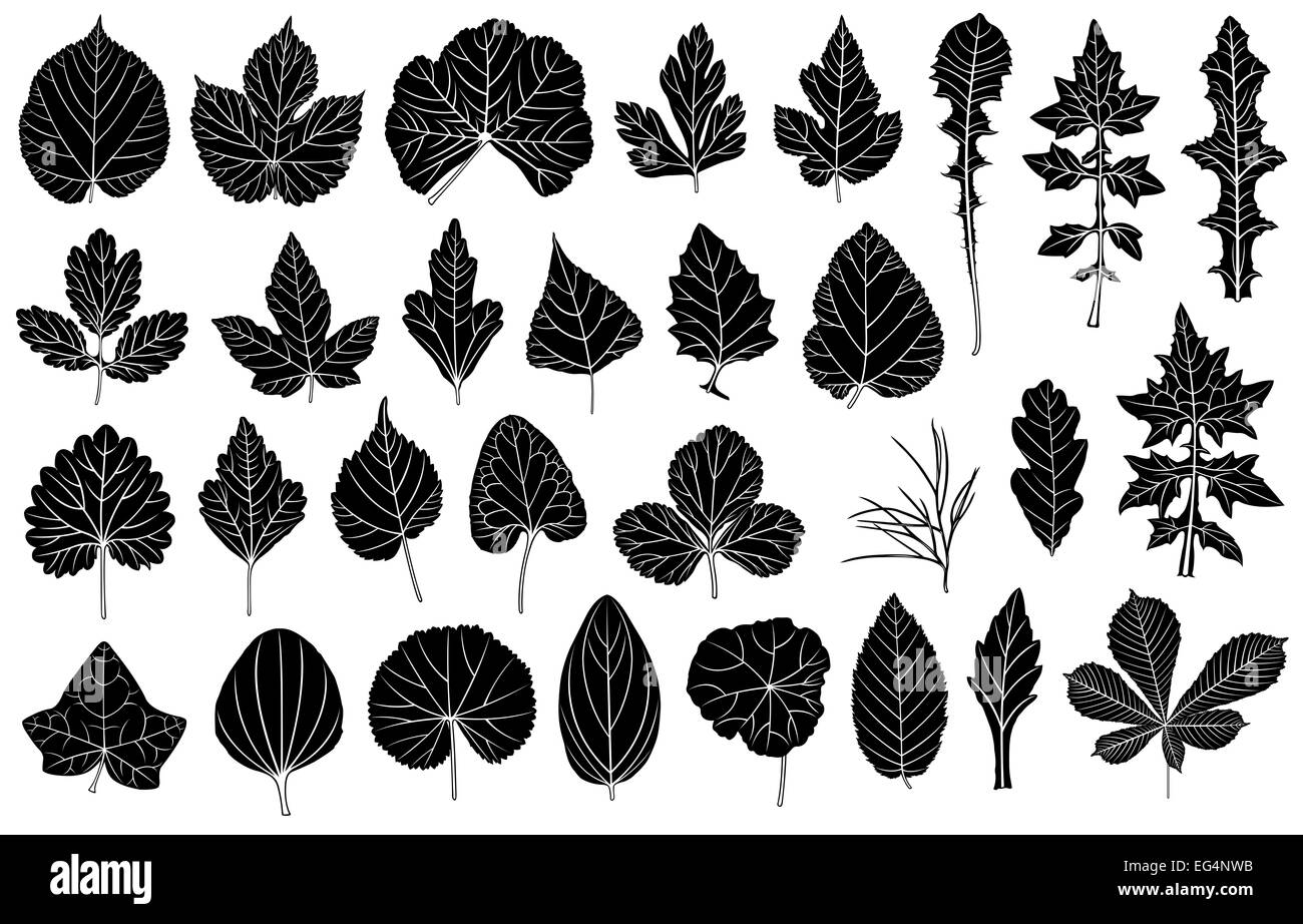 Set di foglie differenti Foto Stock